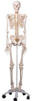  Fred-The Flexible Skeleton W/5 Roller Stand