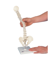 Mini Vertebral Spinal Column-Flexible On Stand