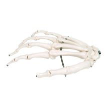 Hand Skeleton - Right