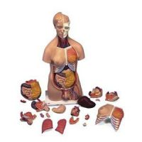 Deluxe Dual Sex Torso - 20 Part