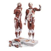 Life Size Male Muscular Figure 37 Part