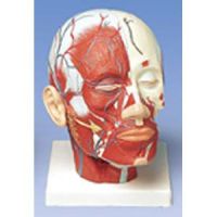 Head Musculature W/ Blood Vessels