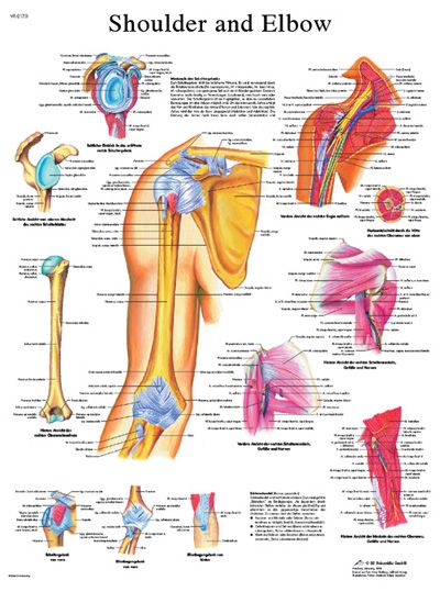 Anatomical Chart - Shoulder & Elbow - Laminated