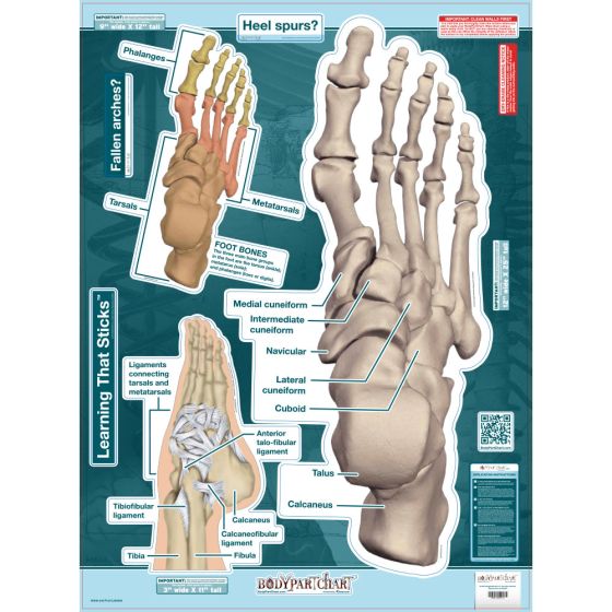 BodyPartChart™ Ankle and Foot 19” x 25.5”
