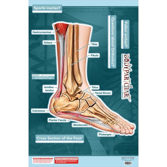 BodyPartChart™ Cross Sections of the Foot 24.5” x 32.5” Labeled