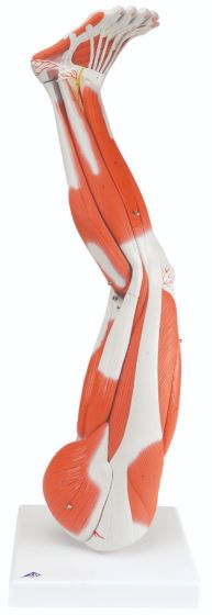 Anatomical model: muscular leg, 9-part