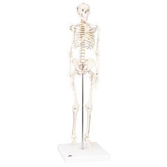 3b Scientific Anatomical Model - Shorty The Mini Skeleton On Mounted Base - Anatomical Model - Shorty The Mini Skeleton On Mounted Base