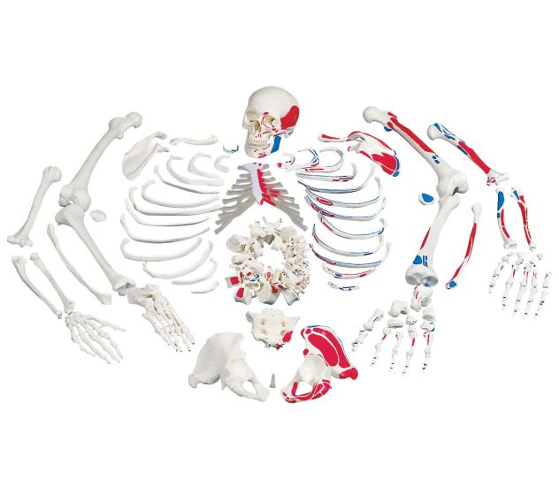 Disarticulated Skeleton Fully Painted