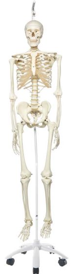Stan The Standard Skeleton W/Hanging Roller Stand