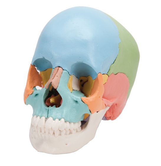 Didactic Skull Kit 22 Part