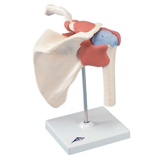 Deluxe Functional Shoulder Joint Model