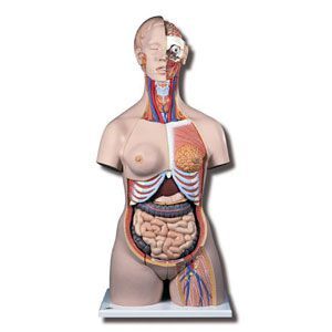 Deluxe Dual Sex Torso With Opened Back - 28 Part