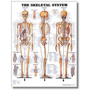 SkeletalSystemPoster-20X26StyreneChart