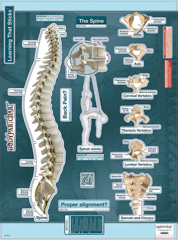 BodyPartChartSpine-LabeledWallDecal