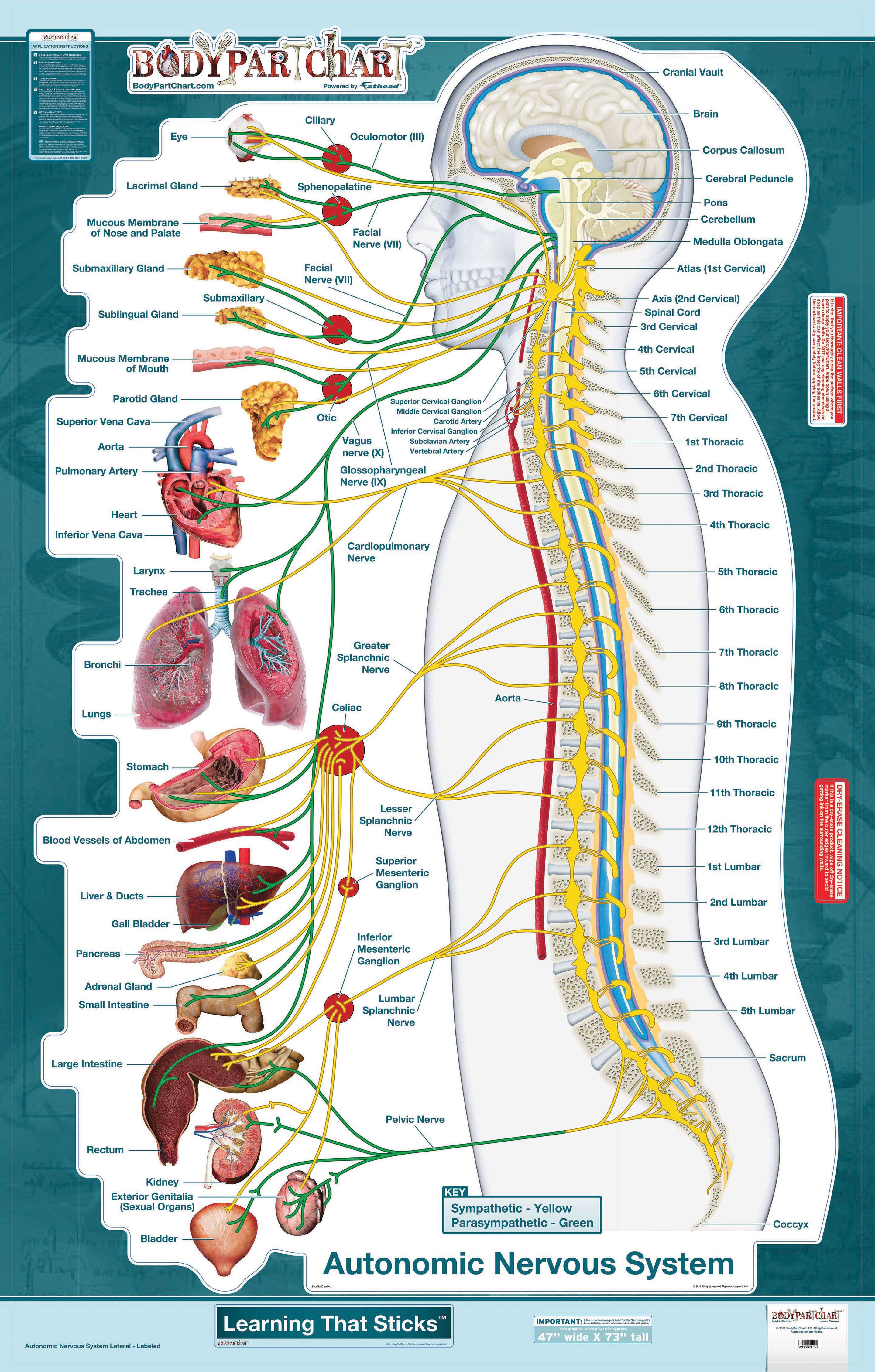 BodyPartChart™AutonomicNervousSystem(LateralView)WallDecal