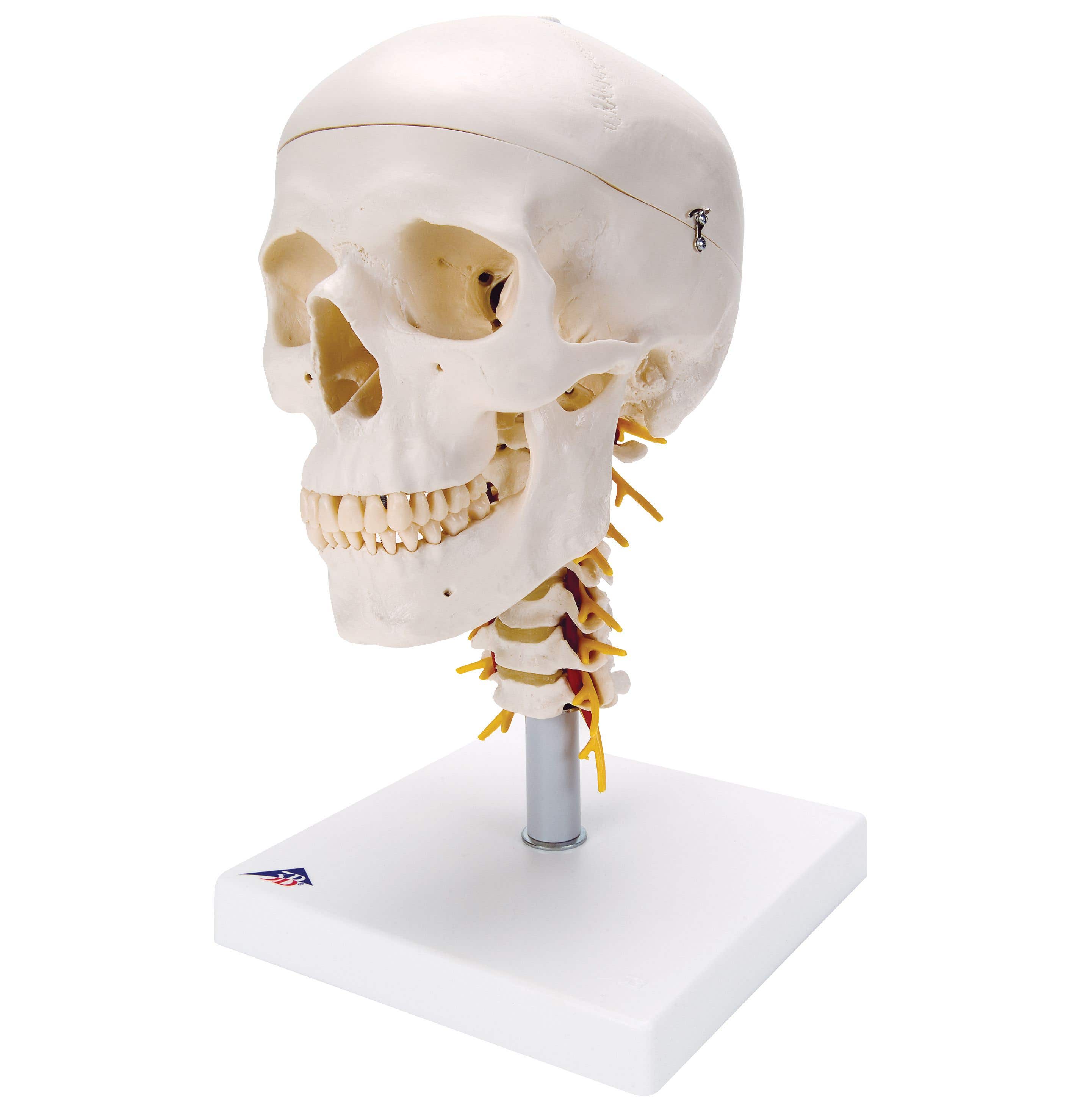 Skull On Cervical Spine - 4 Part