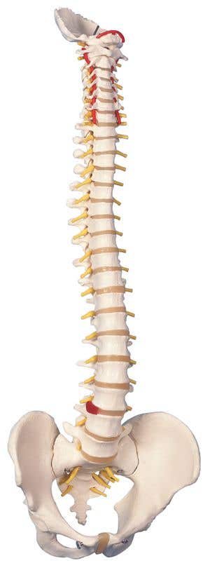 Flexible Spinal Column Male