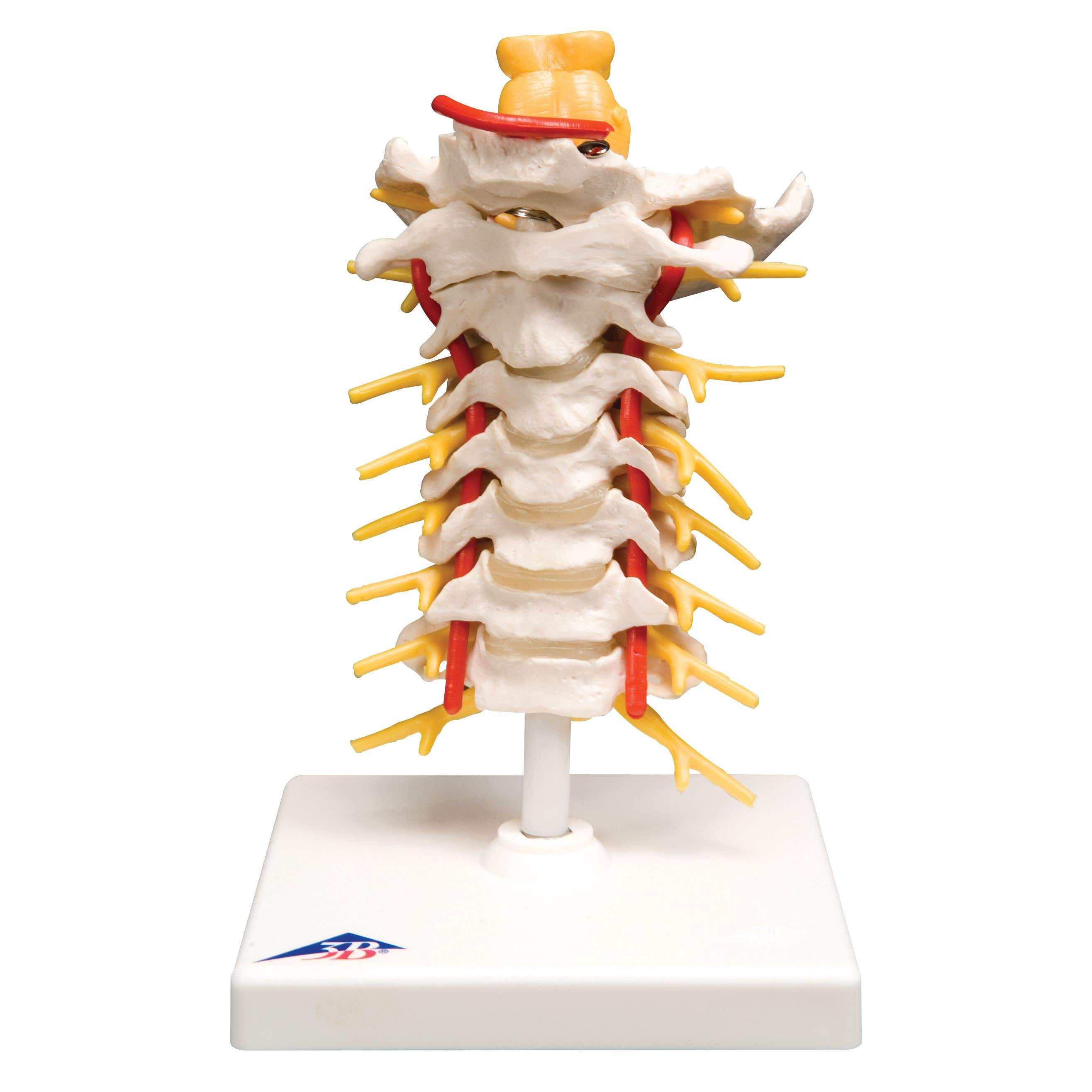 Cervical Spinal Column