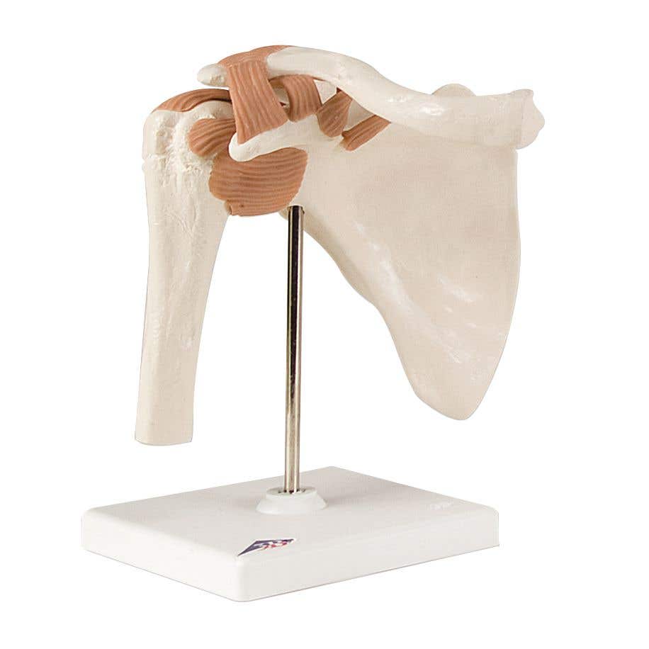 FunctionalShoulderJoint