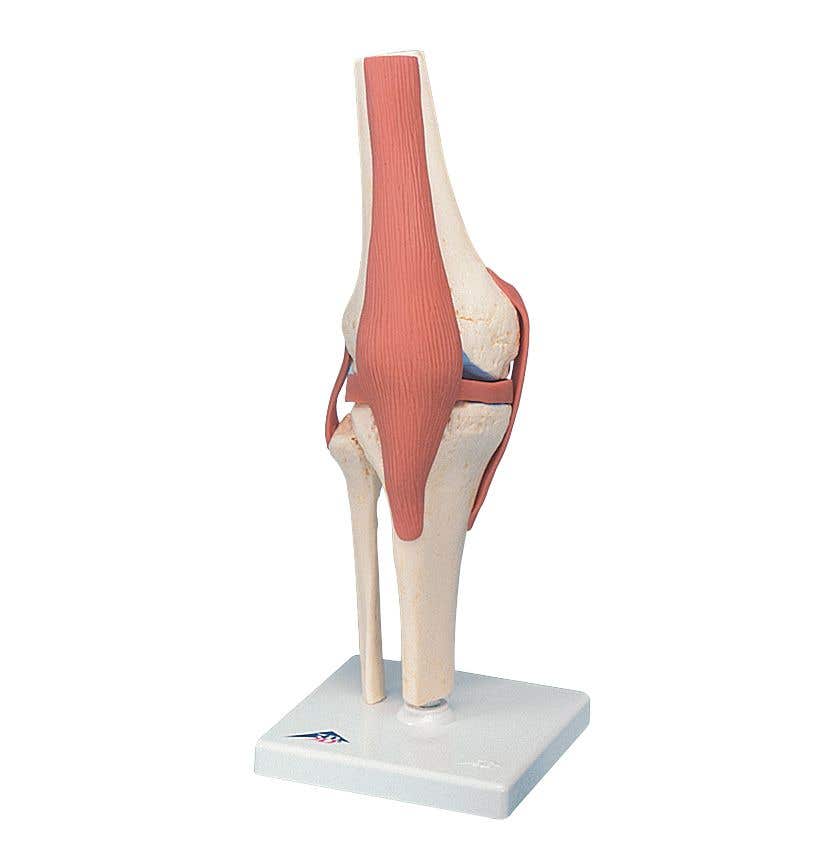 DeluxeFunctionalKneeJointModel
