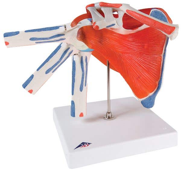 ShoulderJointWithRotatorCuff