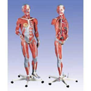 DualSexMuscularFigure