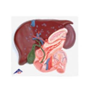 LiverW/GallBladder,Pancreas,Duodenum