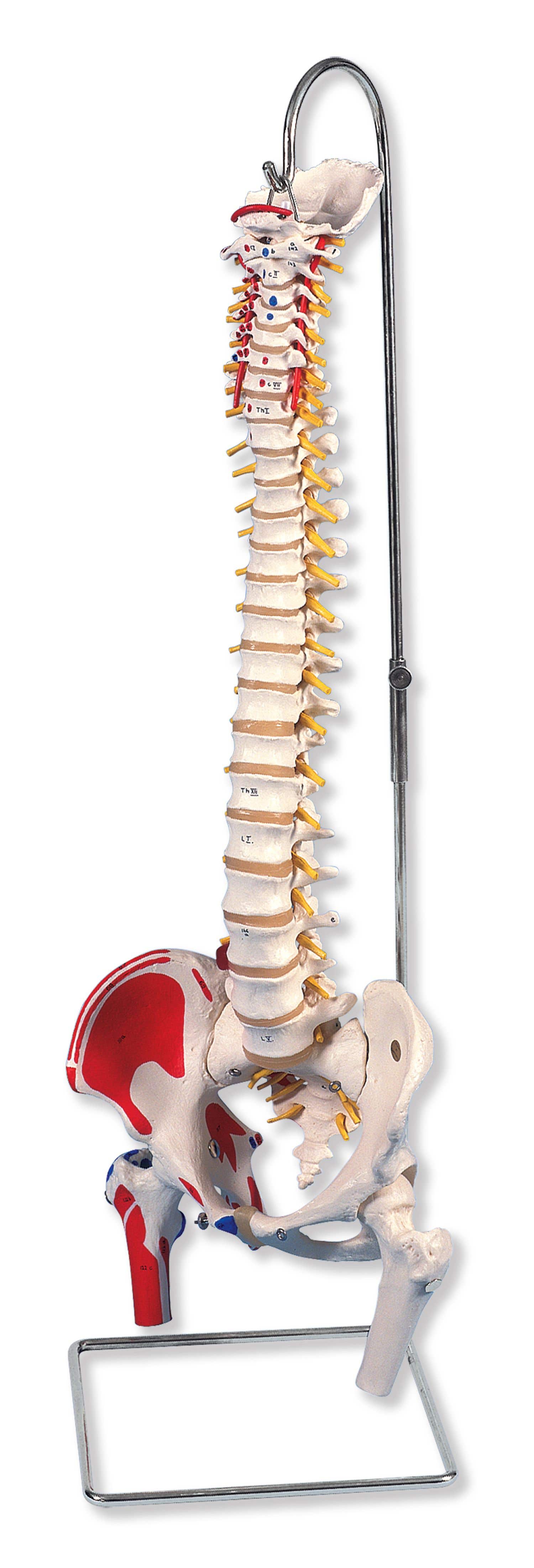 FlexibleSpinalColumnWithStand