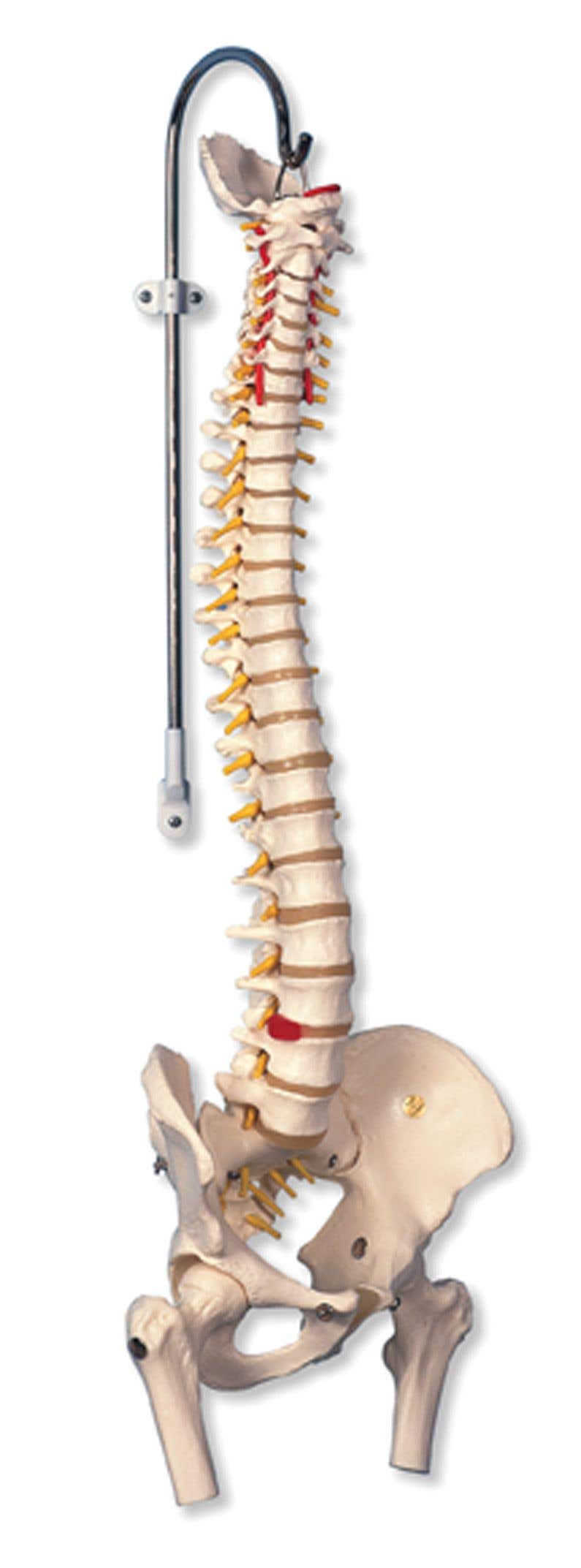 Highly Flexible Spine Model With Femur Heads