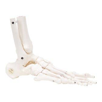 Right Flexible Foot & Ankle Skeleton