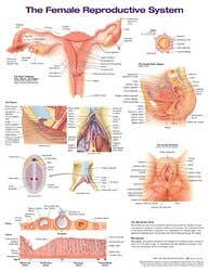 Female Reproductive System Anatomical Chart Laminated 20"x26"