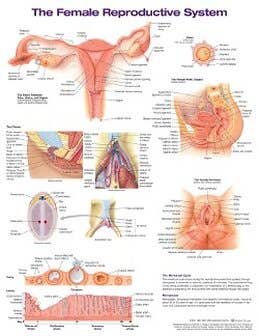 Female Reproductive System Anatomical Chart Laminated 20"x26"