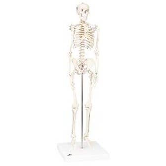 3b Scientific Anatomical Model - Shorty The Mini Skeleton On Mounted Base - Anatomical Model - Shorty The Mini Skeleton On Mounted Base