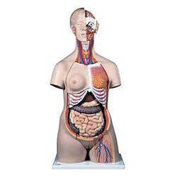 Dual Sex Muscle Torso W/ Opened Back & Neck -31Pcs