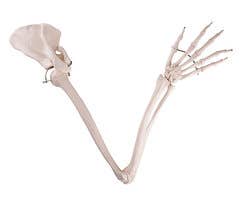 Arm Skeleton with Scapula & Clavicle