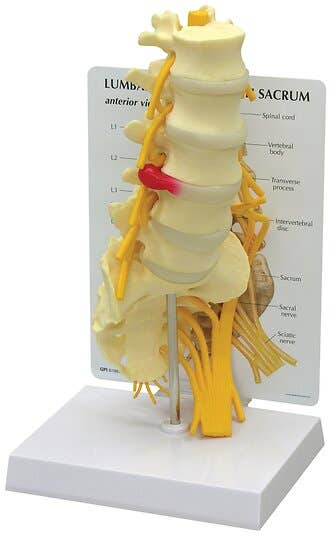 5 Piece Lumbar Vertebrae With Sacrum