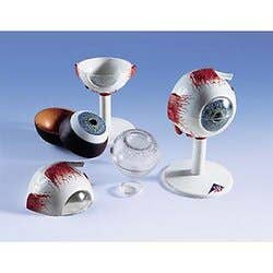 6 Part Eye Model