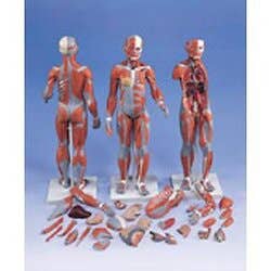 Complete Dual Sex Muscular Figure W/ Internal Orgn