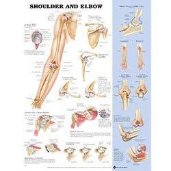 Shoulder/Elbow Poster 20" X 26" Styrene