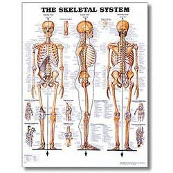 Skeletal System Poster 20" X 26" Styrene