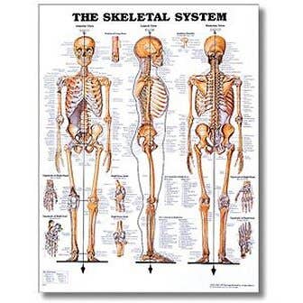 Skeletal System Poster 20" X 26" Styrene