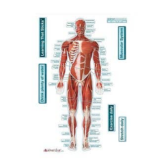 Anatomical Charts and Posters