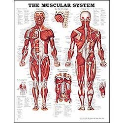 Anatomy Chart