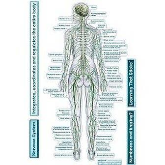 Bodypartchart Nervous System - Rear View - Labeled Wall Decal