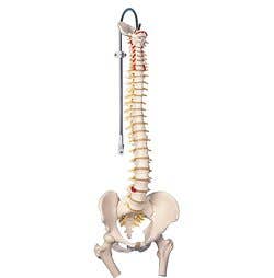 Vertebral Column & Femoral Heads