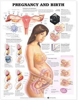 Pregnancy And Birth Laminated Poster "20 X 26" 