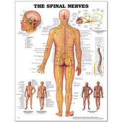 Spinal Nerves Poster 20" X 26" Styrene