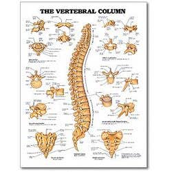 Chart Vertebral Column 20" X 26" Styrene